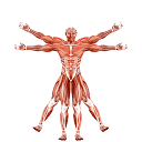 Dr. Muscle logo